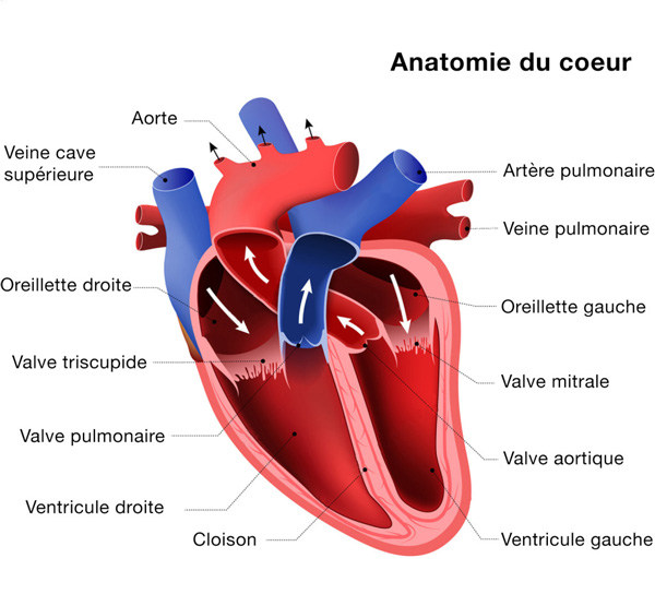 Devenez Incollable Sur Le Fonctionnement Du Coeur Cardiopole Lyon